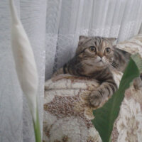 Scottish Fold, Kedi  mia fotoğrafı