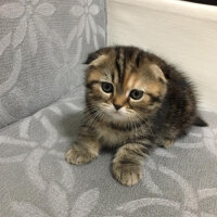 Scottish Fold, Kedi  mia fotoğrafı