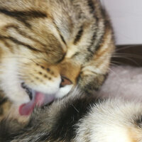 Scottish Fold, Kedi  mia fotoğrafı