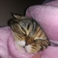 Scottish Fold, Kedi  mia fotoğrafı