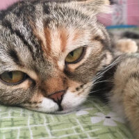 Scottish Fold, Kedi  mia fotoğrafı