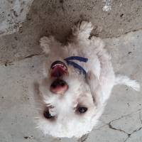 Bichon Havanese, Köpek  Prenses fotoğrafı