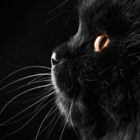 British Shorthair, Kedi  Ares fotoğrafı