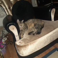 Tekir Kedi, Kedi  Mia fotoğrafı