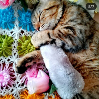 Tekir Kedi, Kedi  Mia fotoğrafı