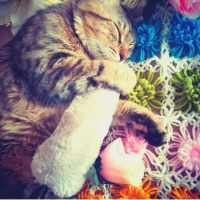 Tekir Kedi, Kedi  Mia fotoğrafı
