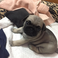 Pug, Köpek  Escobar fotoğrafı