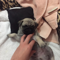 Pug, Köpek  Escobar fotoğrafı