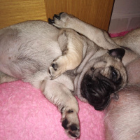 Pug, Köpek  Escobar fotoğrafı