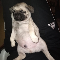 Pug, Köpek  Escobar fotoğrafı