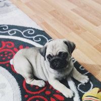 Pug, Köpek  Escobar fotoğrafı