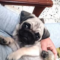 Pug, Köpek  Escobar fotoğrafı