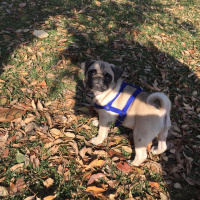 Pug, Köpek  Escobar fotoğrafı