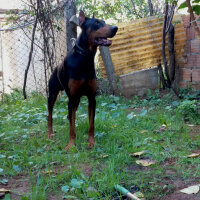 Doberman Pinscher, Köpek  BaRoN fotoğrafı