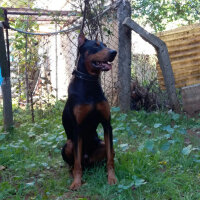 Doberman Pinscher, Köpek  BaRoN fotoğrafı