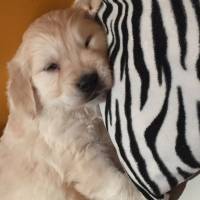 Golden Retriever, Köpek  PAŞA fotoğrafı