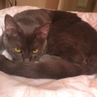 Tekir Kedi, Kedi  katya fotoğrafı