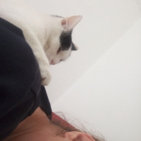 Ankara Kedisi, Kedi  MUEZA fotoğrafı