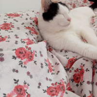 Ankara Kedisi, Kedi  MUEZA fotoğrafı