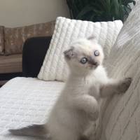 Scottish Fold, Kedi  Sayko fotoğrafı