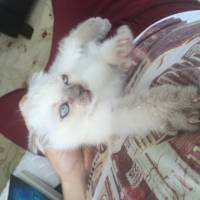 Scottish Fold, Kedi  Sayko fotoğrafı