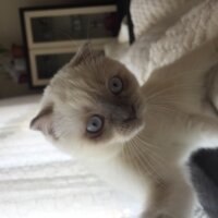 Scottish Fold, Kedi  Sayko fotoğrafı