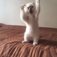 Scottish Fold, Kedi  Sayko fotoğrafı