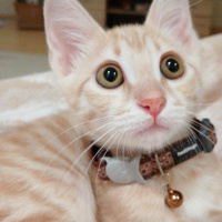 Tekir Kedi, Kedi  Masraf fotoğrafı