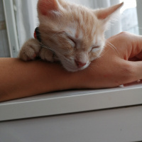 Tekir Kedi, Kedi  Masraf fotoğrafı