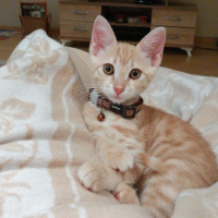 Tekir Kedi, Kedi  Masraf fotoğrafı