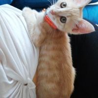 Tekir Kedi, Kedi  Masraf fotoğrafı