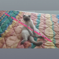 Scottish Fold, Kedi  Müzeyyen fotoğrafı
