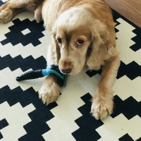İngiliz Cocker Spaniel, Köpek  Badi fotoğrafı