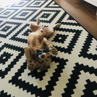 İngiliz Cocker Spaniel, Köpek  Badi fotoğrafı