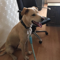 Labrador Retriever, Köpek  TESLA fotoğrafı