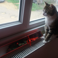 Tekir Kedi, Kedi  paşa fotoğrafı