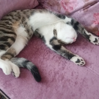 Tekir Kedi, Kedi  paşa fotoğrafı