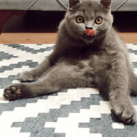 British Shorthair, Kedi  MARS fotoğrafı