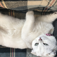 Scottish Fold, Kedi  LUNA fotoğrafı