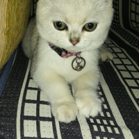 Scottish Fold, Kedi  LUNA fotoğrafı