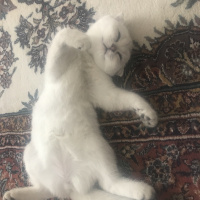 Scottish Fold, Kedi  LUNA fotoğrafı