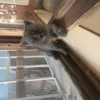 Scottish Fold, Kedi  Tospik fotoğrafı
