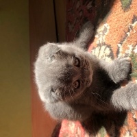 Scottish Fold, Kedi  Tospik fotoğrafı