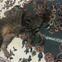 Tekir Kedi, Kedi  Alvin fotoğrafı