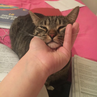 Tekir Kedi, Kedi  Alvin fotoğrafı