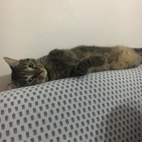 Tekir Kedi, Kedi  Alvin fotoğrafı