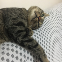 Tekir Kedi, Kedi  Alvin fotoğrafı
