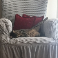 Tekir Kedi, Kedi  Alvin fotoğrafı