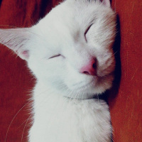 Ankara Kedisi, Kedi  Pamuk' Eş Arıyoruz :) fotoğrafı