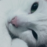 Ankara Kedisi, Kedi  Pamuk' Eş Arıyoruz :) fotoğrafı